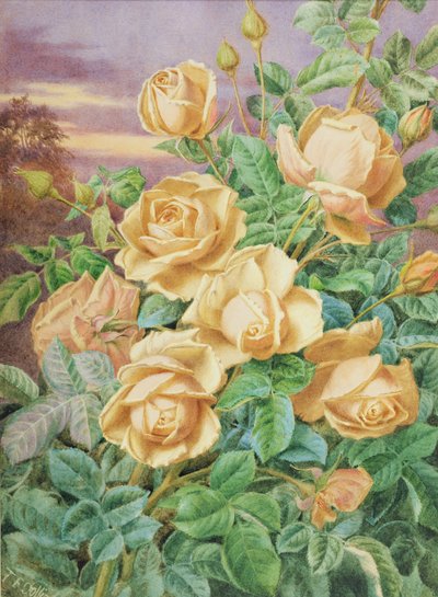 Yellow Roses by Thomas Collier